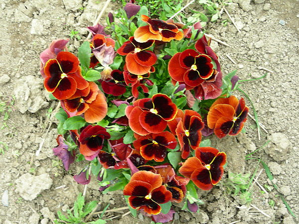 pansy in flower